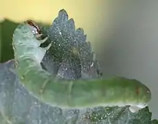 Caterpillar