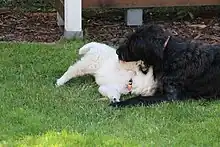 Image 28A labradoodle puppy and a Golden Retriever puppy playing together. (from Puppy)