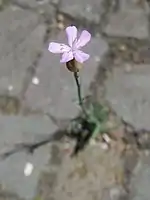 growing in cracks in a brick walkway