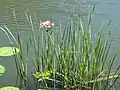 Flowering rush (Butomus umbellatus)