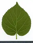 Leaf abaxial side.