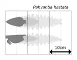 Size estimation