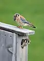 Male showing female a nest box and offering mouse – Maine