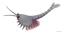 Life restoration of Waptia