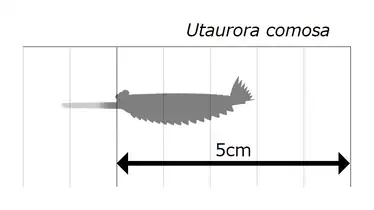 Size estimation