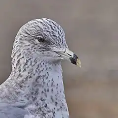 One of many Ring-billed Gulls that flock to the cove