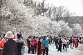 Visitors to Hill 203 Cherry Blossom Park