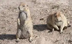 Prairie dogs