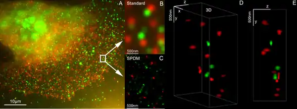 3D dual-color super-resolution microscopy with Her2 and Her3 in breast cells, standard dyes: Alexa 488, Alexa 568. LIMON microscopy