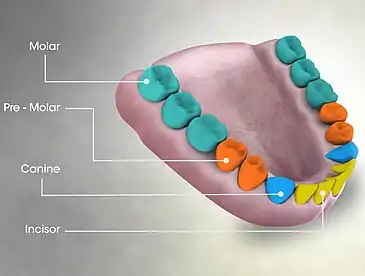 Medical animation showing Premolar teeth and its arrangement in the mouth of an adult human being