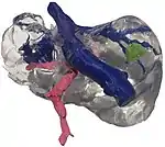 Image 113D printed model of a human liver (from 2010s)