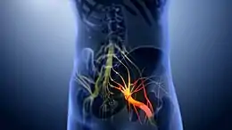 Locations of nerves that cause low back pain.