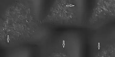 Boulders and tracks, as seen by HiRISE under HiWish program The arrows show a boulders that have produced a track by rolling down dune.  Location is Mare Boreum quadrangle.