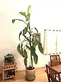 A 47 year old 9.75 foot tall Dieffenbachia house plant