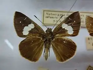 Museum specimen