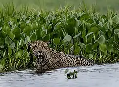 Pantanal jaguar