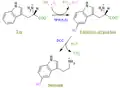 The pathway for the synthesis of serotonin from tryptophan