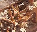 Haworthia mirabilis var. triebneriana, a smaller, compact variety with slender recurved leave tips