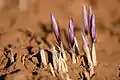 Saffron Farm, Torbat-e-Heydarieh, Razavi Khorasan, Iran