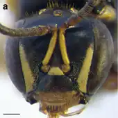 A. cincta (New Guinea population) worker face. Scale bar = 0.25 mm