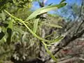 A. ligulata showing phyllodes with mucros, Sturt NP near Tibooburra NSW