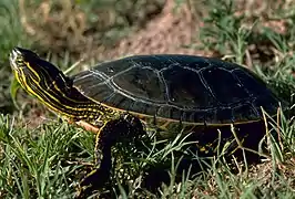 A western painted turtle facing away from the viewer on top of a dirt-patch overlooking water.