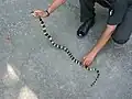 Banded krait captured in Binnaguri, North Bengal, India