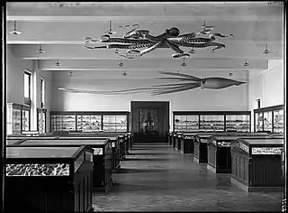 #42 (24/9/1877)Ward's models of the Catalina giant squid and a giant Pacific octopus, suspended from the ceiling of the American Museum of Natural History's Shell and Coral Hall, early 20th century. The squid was later moved to the Hall of Ocean Life, the Invertebrate Hall, and, following refurbishment, the "Wall of Life" in the Hall of Biodiversity (see 2015 image). Both models were acquired in 1895 for a total of US$750 (equivalent to $26,382 in 2022).