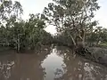 Narran River before Minnum Road, south of Dirranbandi (2021).