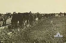 A line of horses drink from a wooden trough