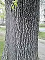 Bark of Edinburgh tree