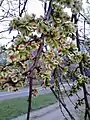 Samarae of Edinburgh tree