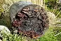 A de-barked log being decomposed by bracket fungi