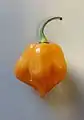 A single ripe Scotch bonnet pepper