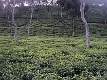 A Tea Garden of Cachar, Assam, India