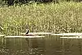 A bird on V. amazonica near Manaus, Brazil