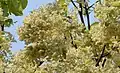 Characteristic yellow-white sal-flowers in winter coincides with leaffall