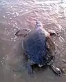 Olive ridley turtles lay eggs on the sandy beaches