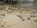 A group of mudskippers coming ashore - they use pectoral fins to prop up and move on land. Some scientists believe Tiktaalik to have acted likewise