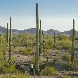 6-foot (1.8 m) man standing next to a large Saguaro at Saguaro National Park