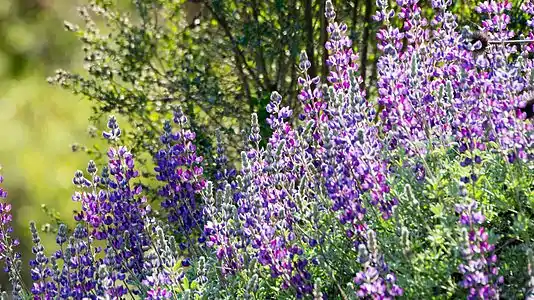 Lupinus formosus