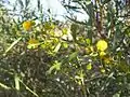 A. ligulata flowers, Sturt NP near Tibooburra NSW