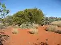 A. ligulata habit, Sturt National Park near Tibooburra, New South Wales (NSW)