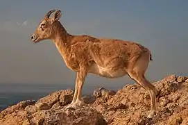 A mountain goat at the northern tip of Halul Island