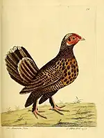 old coloured engraving of a hen with feathered legs and feet