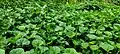 A patch of Centella asiatica or pegaga in Malay