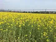 A piece of yellow rapeseed flowers in former Xieleqiao Town (now Huitang Town).