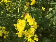 A yellow rapeseed flower in former Xieleqiao Town (now Huitang Town).