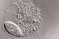 Actinophrys and Paramecium