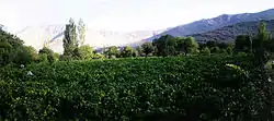 Vineyards in Hazaveh